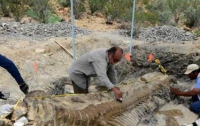 В Аргентине нашли останки самого крупного динозавра