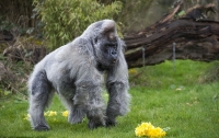 Соцсеть умилила реакция сердитой 55-летней гориллы на букет весенних цветов