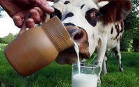 Через восемь лет дефицит молока в мире составит 5-6 млн тонн