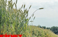 Украина подкормила ЕС зерном на $1,9 миллиарда