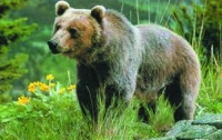 В Греции умер самый старый медведь мира