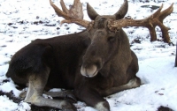 В Швеции охотник убил лося и лыжника одним выстрелом