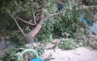 В центре Киева на детскую площадку рухнуло огромное дерево