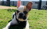 США охватила эпидемия похищений французских бульдогов