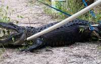 В США мужчина упал в воду и угодил в пасть огромного аллигатора