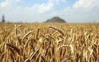 Китай стал главным импортером украинского зерна