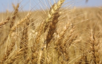 Пшеница поднимается в цене