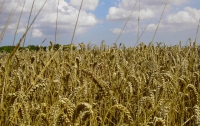 Украина собирается остановить экспорт зерна