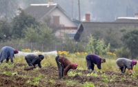 Уборка картошки на огородах – геноцид украинской интеллигенции