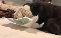 Кошка увлеклась оптической иллюзией и попыталась ее съесть (видео)