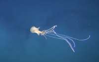 Возле берегов Австралии замечено редчайшее морское существо с семиметровыми щупальцами (ВИДЕО)