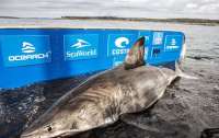Поймана гигантская акула-людоед весом в полторы тонны