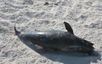 Николаевские браконьеры убивают дельфинов 