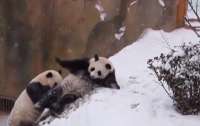 Реакція панд на перший сніг потрапила на відео