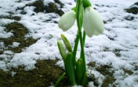 Весна в Украине придет после 10 марта