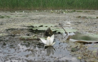 Экологи бьют тревогу: Днепр может превратиться в болото