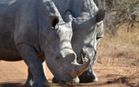 Разъяренный носорог напал на автомобиль (видео)