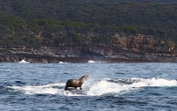 Морской котик позировал фотографу верхом на ките