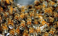 В Китае 100 тысяч пчел переселились из ульев в 2-х комнатную квартиру 