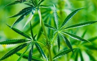 Немецкая полиция предлагает отменить запрет на марихуану