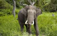 В Индии сексуально озабоченный слон убил 16 человек