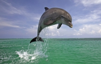 Дельфины подсказали ученым способ обнаружения взрывных устройств