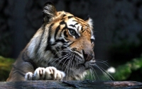 Редчайший суматранский тигр умер в зоопарке